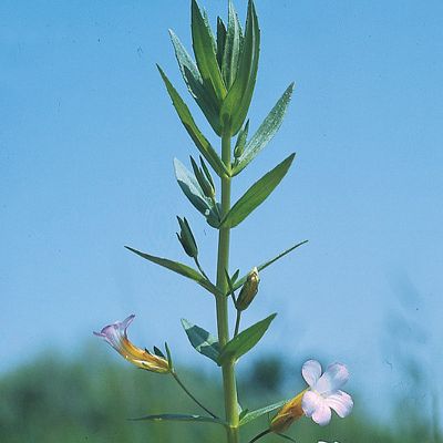 Gratiola officinalis L., © 2022, Konrad Lauber – Flora Helvetica – Haupt Verlag