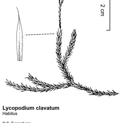 Lycopodium clavatum L., © 2022, Stefan Eggenberg – Flora Vegetativa - Haupt Verlag