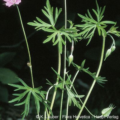 Geranium columbinum L., © 2022, Konrad Lauber – Flora Helvetica – Haupt Verlag
