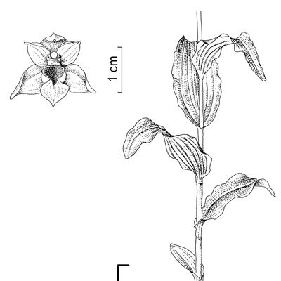 Epipactis muelleri Godfery, 2 December 2022, © 2022, Stefan Eggenberg – Flora Vegetativa - Haupt Verlag