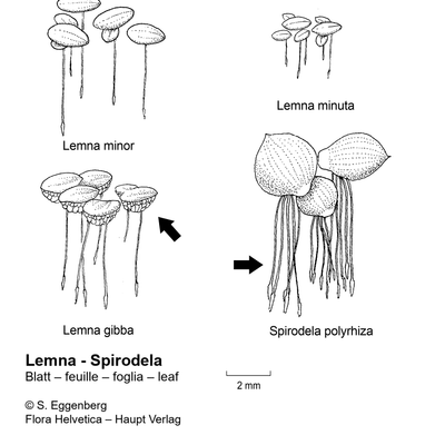 Lemna minor L., 7 January 2021, © 2022, Stefan Eggenberg – Flora Helvetica – Haupt Verlag, comparison figure