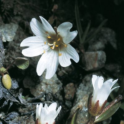 Cerastium cerastoides (L.) Britton, © 2022, Konrad Lauber – Flora Helvetica – Haupt Verlag