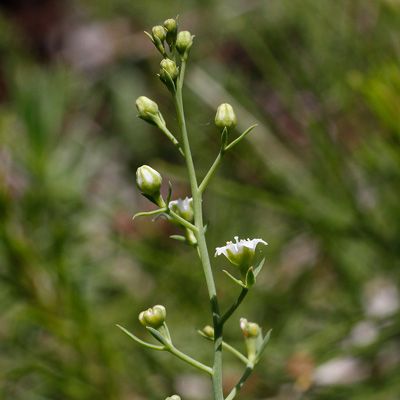 Thesium humifusum DC., © 2022, Andreas Gygax – Marseille (F)
