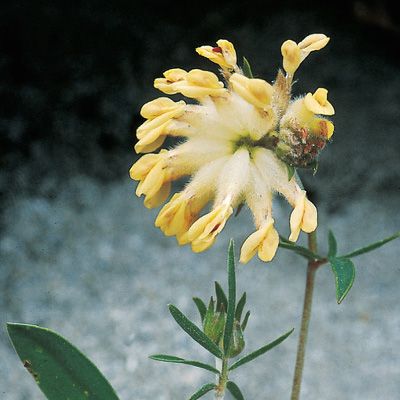 Anthyllis vulneraria subsp. valesiaca (Beck) Guyot, © 2022, Konrad Lauber – Flora Helvetica – Haupt Verlag
