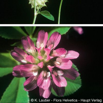 Trifolium resupinatum L., © 2022, Konrad Lauber – Flora Helvetica – Haupt Verlag