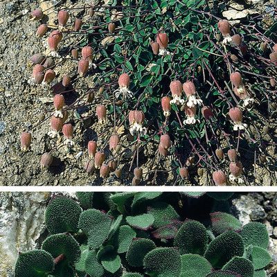 Silene vulgaris subsp. prostrata (Gaudin) Schinz & Thell., © 2022, Konrad Lauber – Flora Helvetica – Haupt Verlag