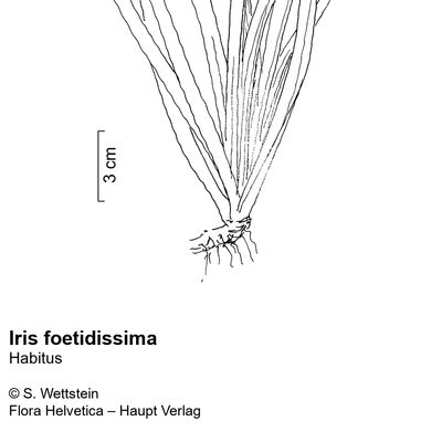 Iris foetidissima L., 10 November 2022, © 2022, Stefan Eggenberg – Flora Vegetativa - Haupt Verlag