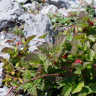 Rubus saxatilis L., 4 August 2018, © Copyright Françoise Alsaker – Rosaceae