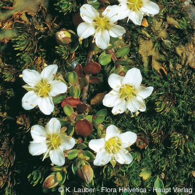Arenaria biflora L., © 2022, Konrad Lauber – Flora Helvetica – Haupt Verlag