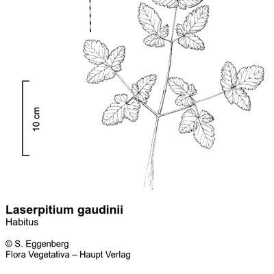 Laserpitium gaudinii Moretti, © 2022, Stefan Eggenberg – Flora Vegetativa © Haupt Verlag