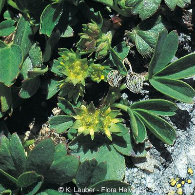 Sibbaldia procumbens L., © 2022, Konrad Lauber – Flora Helvetica – Haupt Verlag