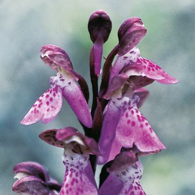 Orchis spitzelii W. D. J. Koch, © 2022, Konrad Lauber – Flora Helvetica – Haupt Verlag