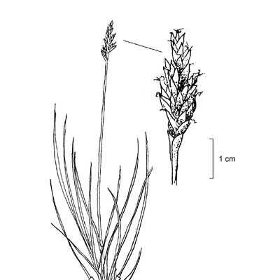 Kobresia simpliciuscula (Wahlenb.) Mack., © 2022, Stefan Eggenberg – Flora Vegetativa - Haupt Verlag