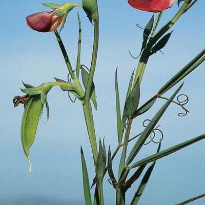 Lathyrus cicera L., © 2022, Konrad Lauber – Flora Helvetica – Haupt Verlag