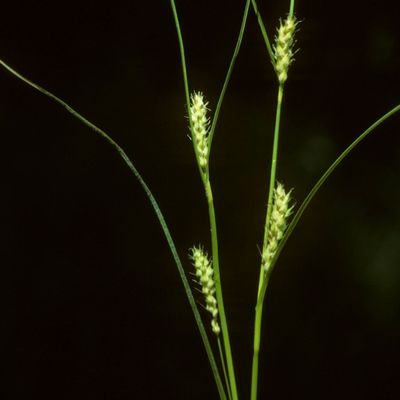 Carex hirta L., © Copyright Christophe Bornand