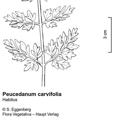 Peucedanum carvifolia Vill., © 2022, Stefan Eggenberg – Flora Vegetativa © Haupt Verlag