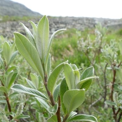 Salix helvetica Vill., © 2016, R. & P. Bolliger – Poschiavo (GR)