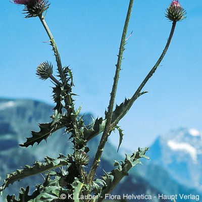 Carduus defloratus L. subsp. defloratus, © 2022, Konrad Lauber – Flora Helvetica – Haupt Verlag