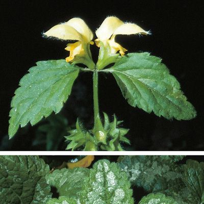 Lamium galeobdolon (L.) L. subsp. galeobdolon, © 2022, Konrad Lauber – Flora Helvetica – Haupt Verlag