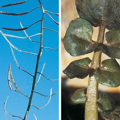 Nasturtium microphyllum (Boenn.) Rchb., © 2022, Konrad Lauber – Flora Helvetica – Haupt Verlag