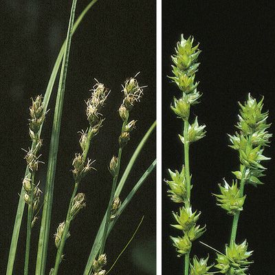 Carex leersii F. W. Schultz, © 2022, Konrad Lauber – Flora Helvetica – Haupt Verlag