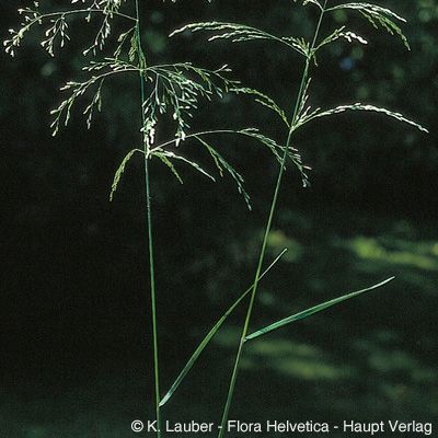 Deschampsia cespitosa (L.) P. Beauv., © 2022, Konrad Lauber – Flora Helvetica – Haupt Verlag