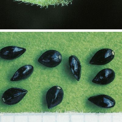 Myosotis decumbens Host, © 2022, Konrad Lauber – Flora Helvetica – Haupt Verlag