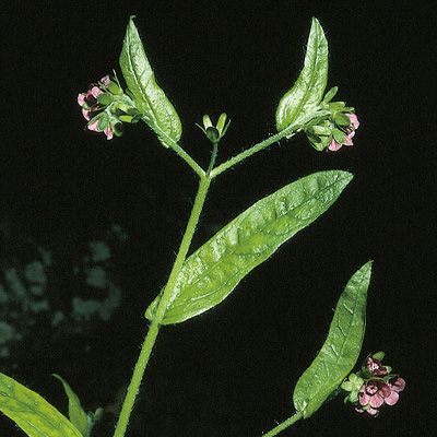 Cynoglossum germanicum Jacq., © 2022, Konrad Lauber – Flora Helvetica – Haupt Verlag