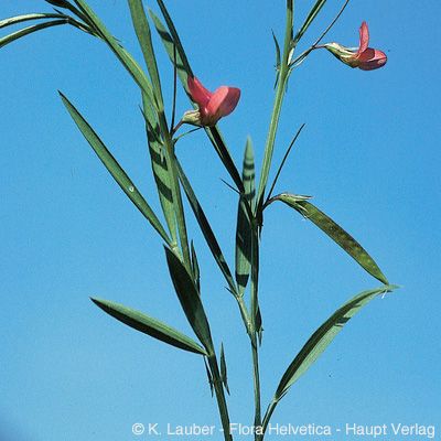 Lathyrus sphaericus Retz., © 2022, Konrad Lauber – Flora Helvetica – Haupt Verlag