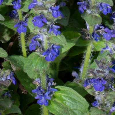 Ajuga genevensis L., 30 March 2013, © Copyright Françoise Alsaker – Lamiaceae