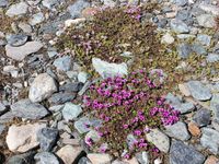 5/6 - © 2013, Patrice Prunier – III.3.1.2.6 - Saxifrago oppositifoliae-Poetum alpinae, Trockener Steg Zermatt CH-Vs