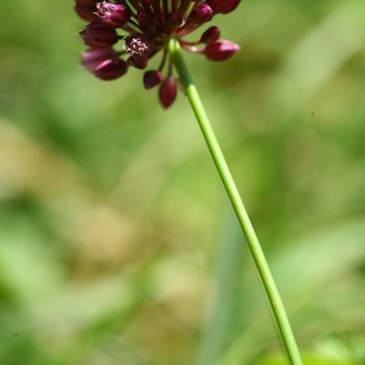 Allium rotundum L., © Copyright Christophe Bornand