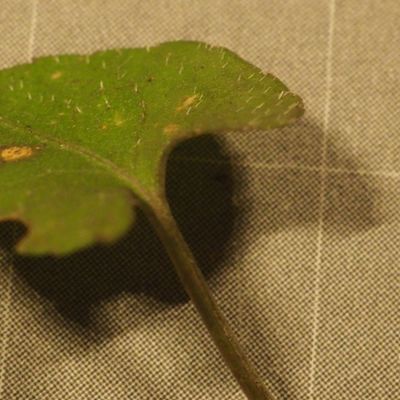Viola riviniana Rchb., 15 March 2023, © Copyright 2023 Michael Jutzi
 – Bolligen BE