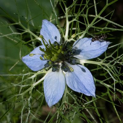 Nigella damascena L., 22 July 2017, © Copyright Françoise Alsaker – Ranunculaceae