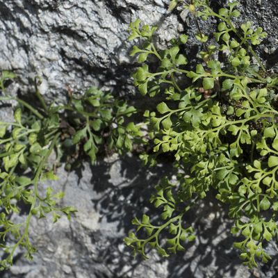Asplenium ruta-muraria L., 7 May 2016, © Copyright Françoise Alsaker – Aspleniaceae