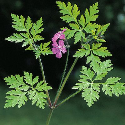 Geranium robertianum L. subsp. robertianum, © 2022, Konrad Lauber – Flora Helvetica – Haupt Verlag