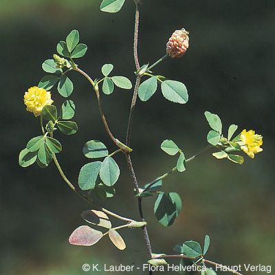 Trifolium campestre Schreb., © 2022, Konrad Lauber – Flora Helvetica – Haupt Verlag