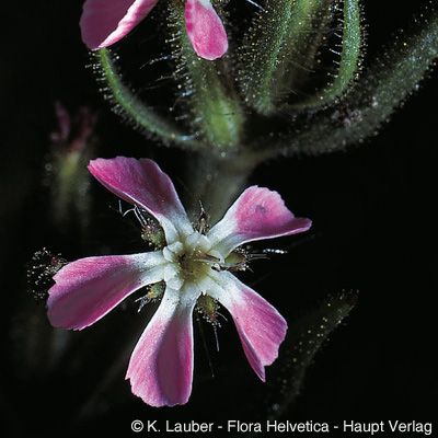 Silene gallica L., © 2022, Konrad Lauber – Flora Helvetica – Haupt Verlag