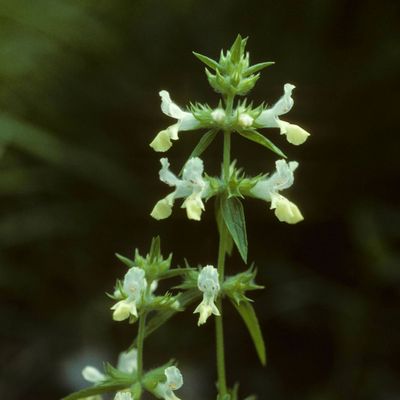 Stachys annua (L.) L., © Copyright Christophe Bornand