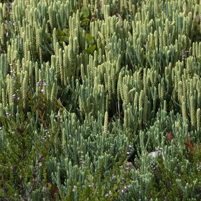 Diphasiastrum ×oellgaardii Stoor & al., 30 July 2019, © Copyright Françoise Alsaker