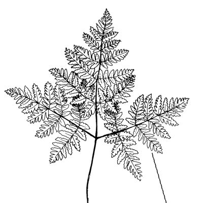 Gymnocarpium dryopteris (L.) Newman, © 2022, Stefan Eggenberg – Flora Vegetativa - Haupt Verlag