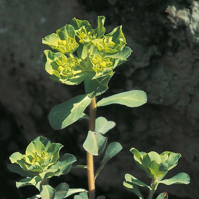 Euphorbia helioscopia L., © 2022, Konrad Lauber – Flora Helvetica – Haupt Verlag