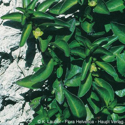 Ludwigia palustris (L.) Elliott, © 2022, Konrad Lauber – Flora Helvetica – Haupt Verlag