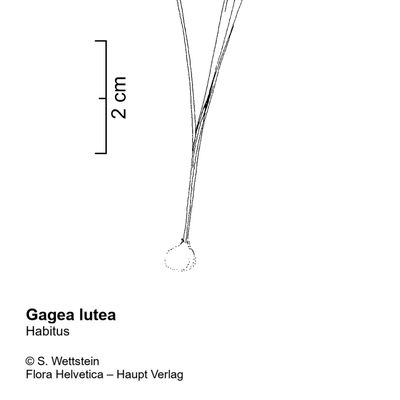 Gagea lutea (L.) Ker Gawl., © 2022, Stefan Eggenberg – Flora Vegetativa - Haupt Verlag