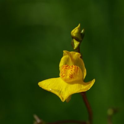 Utricularia australis R. Br., © Copyright Christophe Bornand