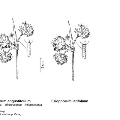 Eriophorum angustifolium Honck., © 2022, Stefan Eggenberg – Flora Vegetativa - Haupt Verlag