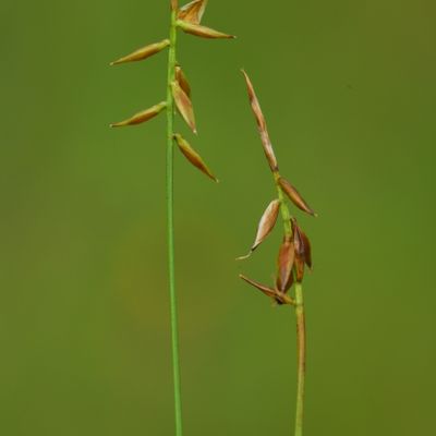 Carex pulicaris L., © Copyright Christophe Bornand