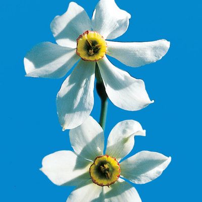Narcissus ×verbanensis (Herb.) M. Roem., © 2022, Konrad Lauber – Flora Helvetica – Haupt Verlag