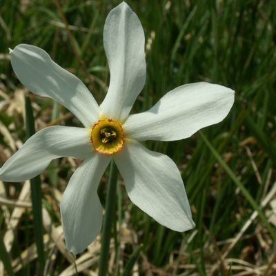 Narcissus ×verbanensis (Herb.) M. Roem., © Copyright 2009 Michael Jutzi
 – Denti della Vecchia TI