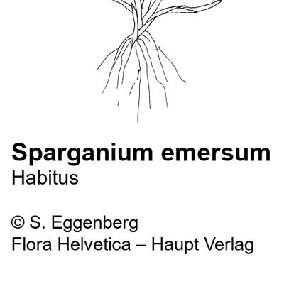 Sparganium emersum Rehmann, 25 January 2022, © 2022, Stefan Eggenberg – Flora Helvetica – Haupt Verlag